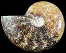 Wide Polished Cleoniceras Ammonite - Madagascar #49424-1